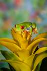 Red-eyed tree frog resting on yellow bromeliad flower plant Art Print
